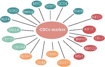 Potential markers of cancer stem-like cells in ESCC: a review of the current knowledge